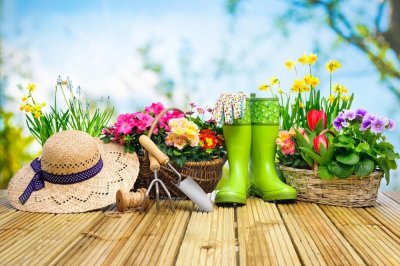 ​花毛莨什么时候开花