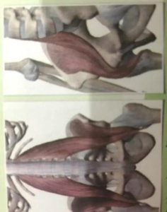 ​跑步真的可以瘦腿吗(跑步腿能瘦吗)