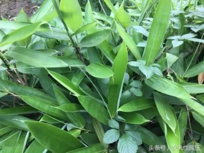 ​粽叶是什么叶子做的（吃了这么多年的粽子，你知道粽叶是什么叶子吗？）