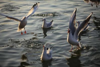 ​美丽的天使~~红嘴鸥