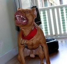 比特犬VS藏獒，它才是最后的赢家