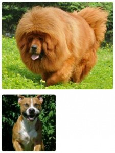 ​比特犬VS藏獒，它才是最后的赢家