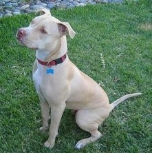 比特犬VS藏獒，它才是最后的赢家