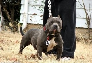 比特犬VS藏獒，它才是最后的赢家