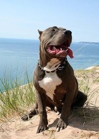 比特犬VS藏獒，它才是最后的赢家