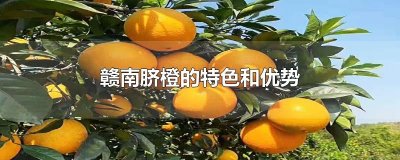 ​赣南脐橙的特色和优势