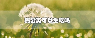 ​蒲公英可以生吃吗有毒吗 蒲公英可以直接生吃吗