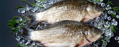 ​清江鱼是垃圾鱼吗