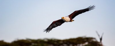 ​海东青为什么是万鹰之神