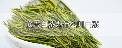 ​安吉白茶为什么叫白茶
