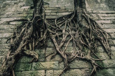 ​肖申克的救赎老布的结局（老布为什么刑满却不想出狱的原因）