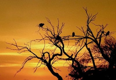 ​马致远的《天净沙 秋思》为什么被称为“秋思之祖”？