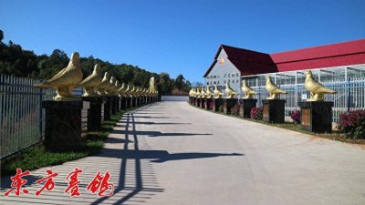 ​太阳鸟秋棚决赛前四名鸽友蓝天圆梦写春秋