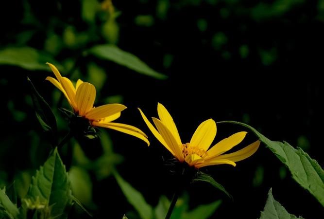 瓦洋姜这种植物的作用是什么