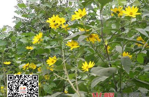 洋姜不开花能结果实么