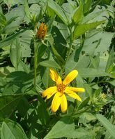 洋姜第一年第二年产量