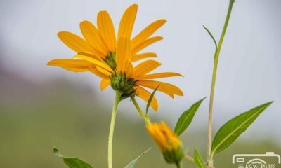 ​洋姜为什么不开花,洋姜不开花能结果实