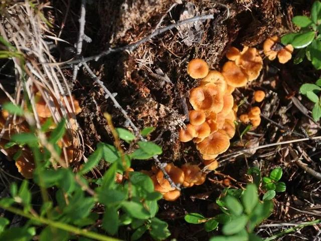 昆明美食推荐最新（昆明史上21个最全美食推荐）(9)