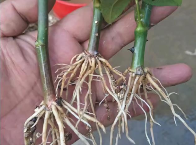 人参果的种法和种植技术(人参果兼具蔬菜)(2)