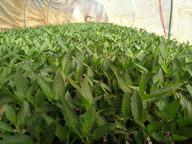 人参果的种法和种植技术(人参果兼具蔬菜)(7)