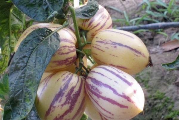 人参果的种法和种植技术(人参果兼具蔬菜)(4)