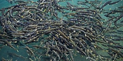 ​国家保护了20年湟鱼，如今整个湖都是，为何湟鱼还是牢底坐穿鱼？