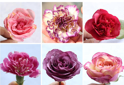 吹风机快速制作干花（5种制造干花的最简单教程）