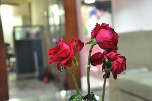 吹风机快速制作干花（5种制造干花的最简单教程）