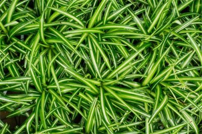 ​别只知道养吊兰，这些吊兰你叫的出名字吗？