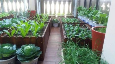 ​10至30天收成的菜（20天左右能收成的蔬菜有哪些）