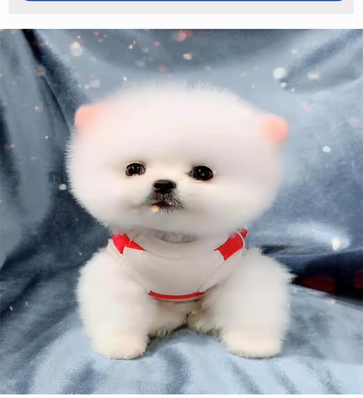 博美犬怎么训练才能听懂人话视频(博美犬怎么训练才能听懂人话)