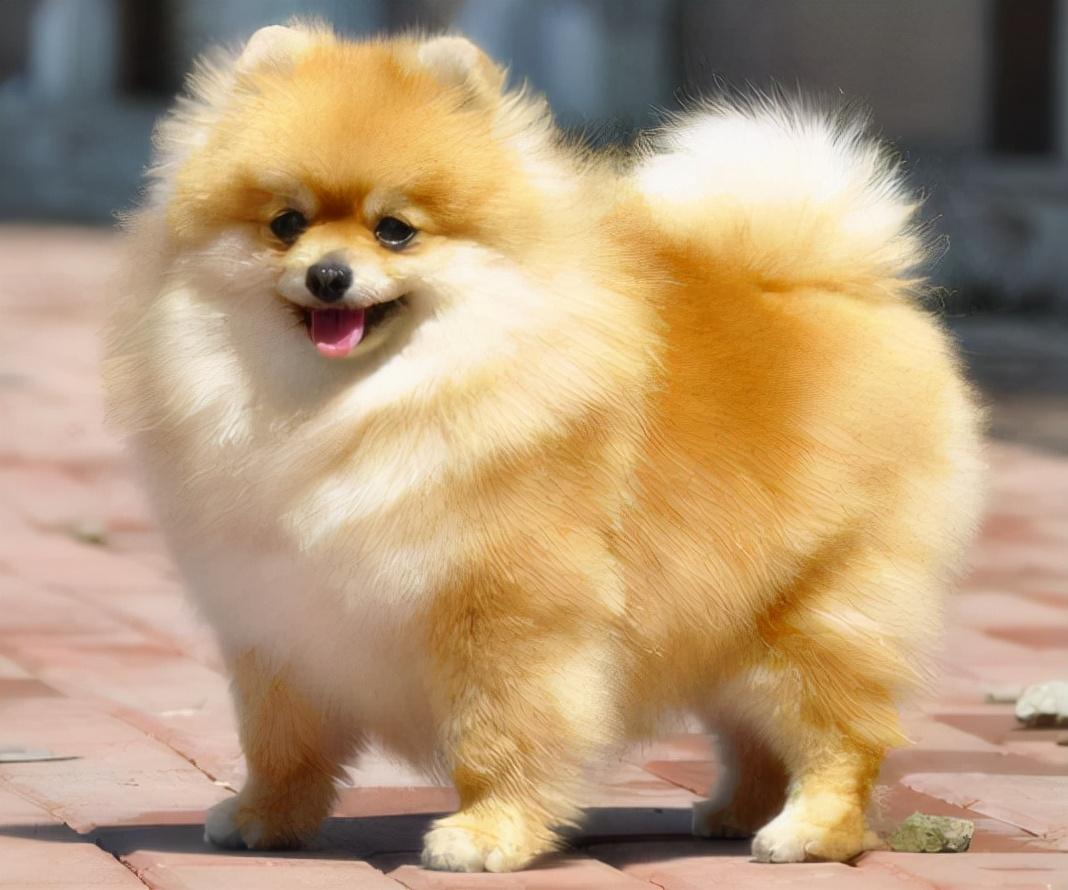 博美犬怎么训练才能听懂人话视频(博美犬怎么训练才能听懂人话)