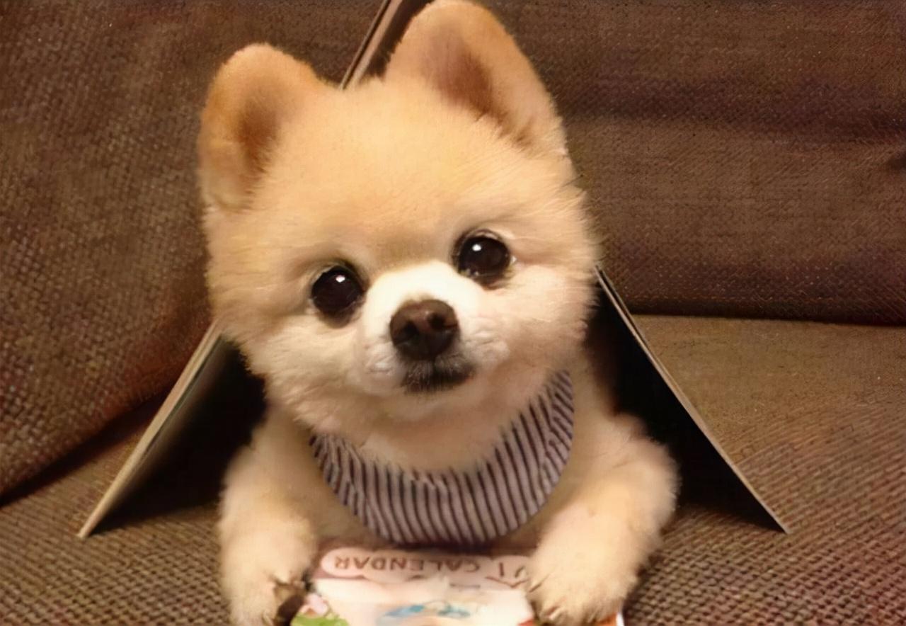 博美犬怎么训练才能听懂人话视频(博美犬怎么训练才能听懂人话)