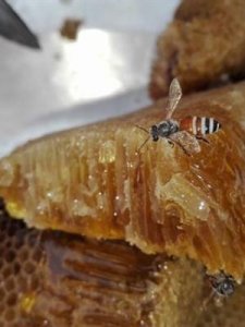 ​巢蜜怎么吃(原框巢蜜怎么吃)