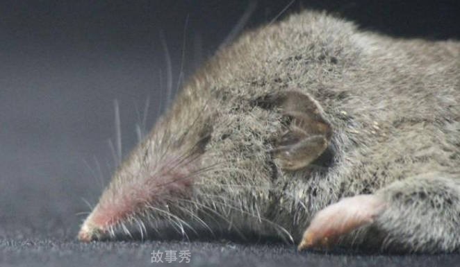 网络图片(侵删)