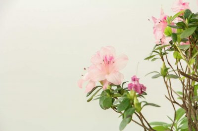 北方怎么养杜鹃花,北方养好杜鹃花的秘诀