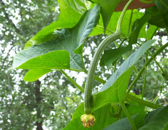 春天适合种什么菜(图4)