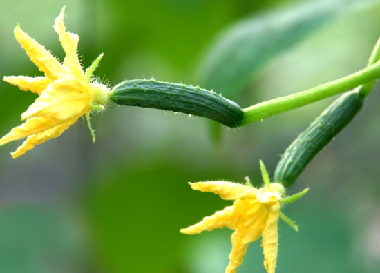 春天适合种什么菜(图2)