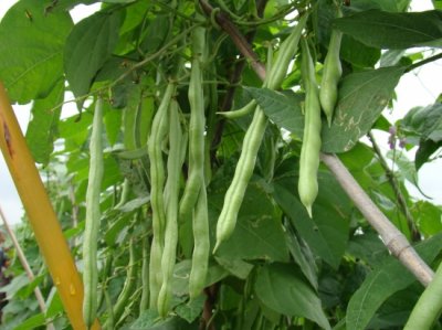 ​春天适合种什么菜