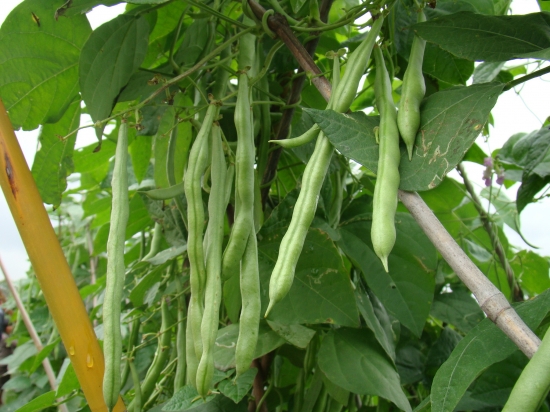 春天适合种什么菜(图1)