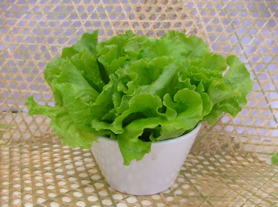 春天适合种什么菜(图7)