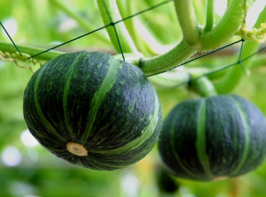 春天适合种什么菜(图3)