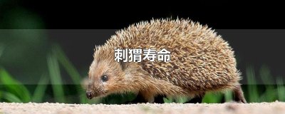 ​刺猬寿命