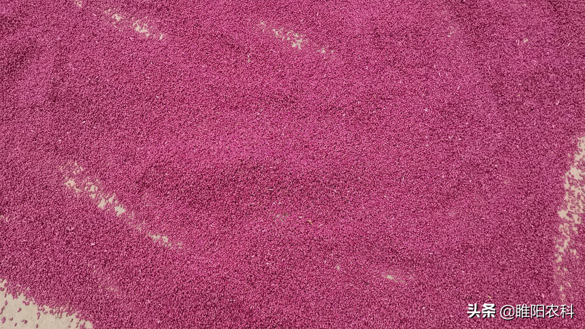 蚍虫林有什么功能（吡虫啉这5个黄金配方）