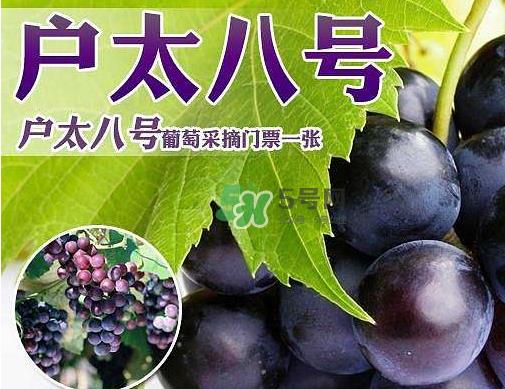 户太八号多少钱一斤？户太八号为什么在全国很有名？