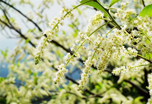 被誉为“中山十景之一”的五桂山,是珠江口最高峰,风景如画