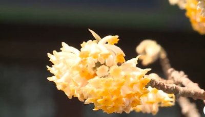 ​结香—喜结连枝