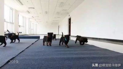 ​我国克隆警犬正式入职，它们的强大，你难以想象