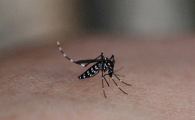 ​俗称“花蚊子”，比普通蚊子更毒，白天隔着衣服咬人，它从哪来？