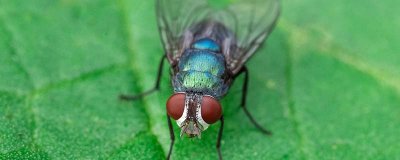 ​有复眼的昆虫是什么昆虫 有复眼的昆虫是怎么看的